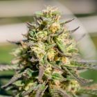 Pellezino Regular Cannabis Seeds by Platinum Seeds