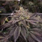 StarCake (PhenoFinders x Royal Resin) Female Cannabis Seeds by PhenoFinder Seeds - Photo 1