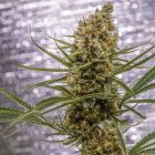 Pineapple XX Female Weed Seeds by Brothers Grimm Seeds