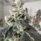 Moscow Mule Feminized Cannabis Seeds The Plug Seedbank 