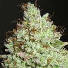 Pornstar Martini Female Weed Seeds by Ultra Genetics 