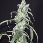 Crystal Sherbet Female Cannabis Seeds by Pot Valley Seeds