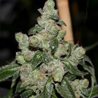 Dark Energy Regular Cannabis Seeds by Pot Valley Seeds