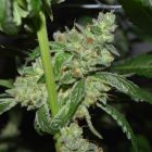 Grand Exodus Regular Cannabis Seeds by Pot Valley Seeds