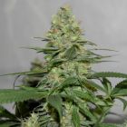 Masters 'N Crime Regular Cannabis Seeds by Pot Valley Seeds