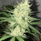 Orange Snap Regular Cannabis Seeds by Pot Valley Seeds