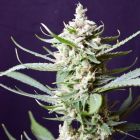 Sunset Flame Regular Cannabis Seeds by Pot Valley Seeds
