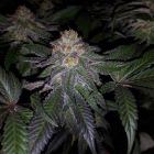 Purple Banana Cream Female Cannabis Seeds by T.H.Seeds