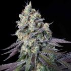 Purple Mint Female Weed Seeds by Paradise Seeds