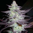 Purple Wreck Female Cannabis Seeds - Reserva Privada