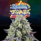 Perfect Triangle x Peach Ozz Female Weed Seeds by Perfect Tree