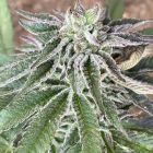 Red Berry Tarte Feminized Cannabis Seeds by The Cali Connection