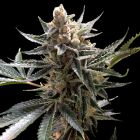 Tangie Feminized Cannabis Seeds by Reserva Privada
