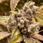 Runtz Ghost Train Female Weed Seeds by Rare Dankness 