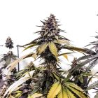 Runtzbert Weed Seeds Female by Grateful Seeds