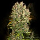 CBD-Enriched Warlock Female Cannabis Seeds by Serious Seeds