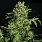 Chronic Female Cannabis Seeds