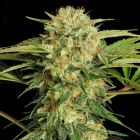 Motavation Cannabis Seeds