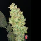 Strawberry AKeil Female Cannabis Seeds by Serious Seeds
