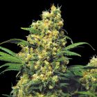 Warlock Female Cannabis Seeds