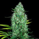 Serious 6 Regular Cannabis Seeds by Serious Seeds