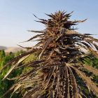 Sholgar Regular Cannabis Seeds by Afghan Selection
