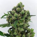 Sowahh Regular Cannabis Seeds by Karma Genetics