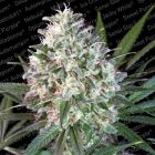 Space Cookies Female Cannabis Seeds by Paradise Seeds