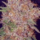 Strawberry Ice Feminized Cannabis Seeds by The Cali Connection