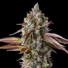 Strawberry Skrilla Feminized Cannabis Seeds by Compound Genetics
