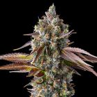 Strawberry Skrilla Feminized Cannabis Seeds by Compound Genetics