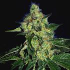 SugarMill - The Gold Line - Female Cannabis Seeds by The Cali Connection