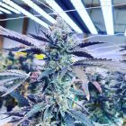 Kiyomi Feminized Cannabis Seeds by Symbiotic Genetics