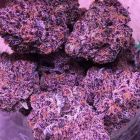 Tahoe Brunch Feminized Cannabis Seeds by Symbiotic Genetics