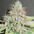 Terpatron 3000 Regular Weed Seeds by Ultra Genetics 