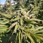 The Azucar Regular Cannabis Seeds by Platinum Seeds - Terp Hogz 