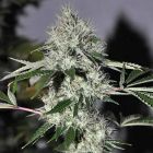 Chem4 OG Female Cannabis Seeds
