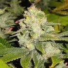 DeadHead OG Female Cannabis Seeds by The Cali Connection