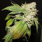 Larry OG Kush Marijuana Female Seeds
