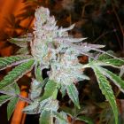 Tahoe OG Kush Marijuana Female Seeds