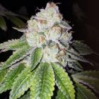 Lemon Tart Female Cannabis Seeds by The Cali Connection