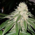 Currylato Female Cannabis Seeds by The Plug Seedbank