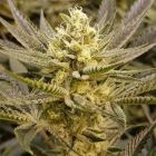 Sorbet Female Cannabis Seeds by The Plug Seedbank