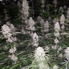 Spumoni Female Cannabis Seeds by The Plug Seedbank & Alien Labs 