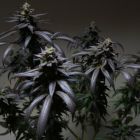 Blue Sherbert S1 Female Cannabis Seeds by The Plug Seedbank 