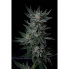 Automatic Bubble Gum Female Cannabis Seeds by T.H.Seeds
