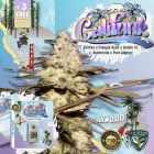 CaliFunk Female Cannabis Seeds by T.H.Seeds