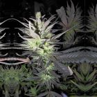 Thunderbud Haze Female Cannabis Seeds