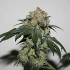 Tora Bora Cookies Regular Cannabis Seeds by True Canna Genetics