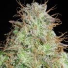 Cookie Balboa Regular Cannabis Seeds by Ultra Genetics